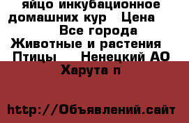 яйцо инкубационное домашних кур › Цена ­ 25 - Все города Животные и растения » Птицы   . Ненецкий АО,Харута п.